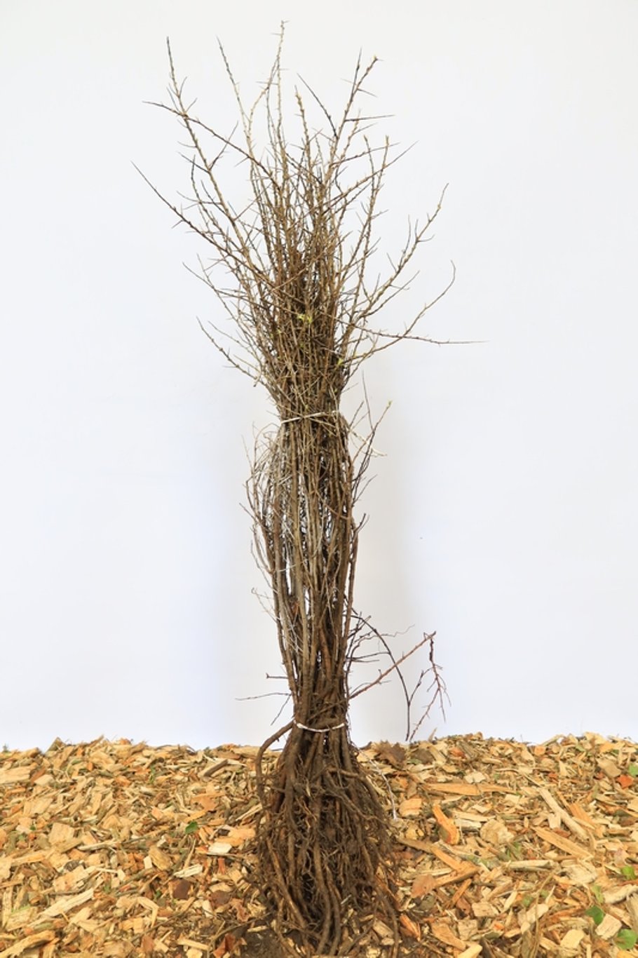 Hippophae rhamnoides - 60-80 CM bare root 1/1